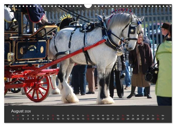 Produktbild: Shire Horse &bull; Prunkvolle Giganten (Wandkalender 2026 DIN A3 quer), CALVENDO Monatskalender