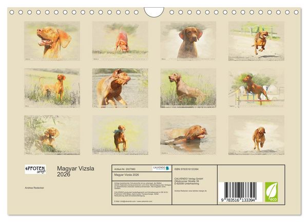 Produktbild: Magyar Vizsla 2026 (Wandkalender 2026 DIN A4 quer), CALVENDO Monatskalender