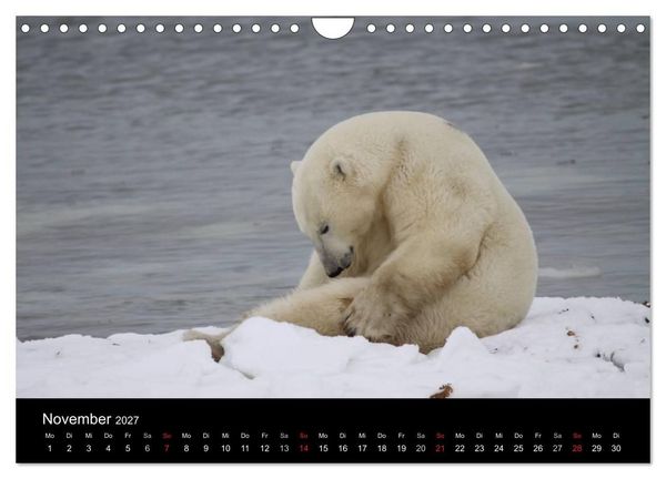 Produktbild: Arktische Tr&auml;ume - Eisb&auml;ren in Kanada (Wandkalender 2027 DIN A4 quer), CALVENDO Monatskalender