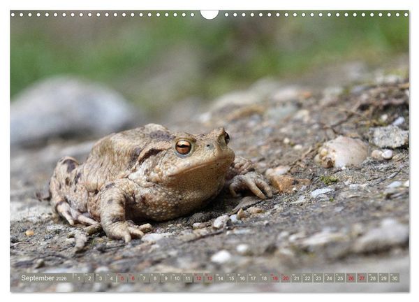 Produktbild: Kr&ouml;ten auf Wanderschaft (Wandkalender 2026 DIN A3 quer), CALVENDO Monatskalender