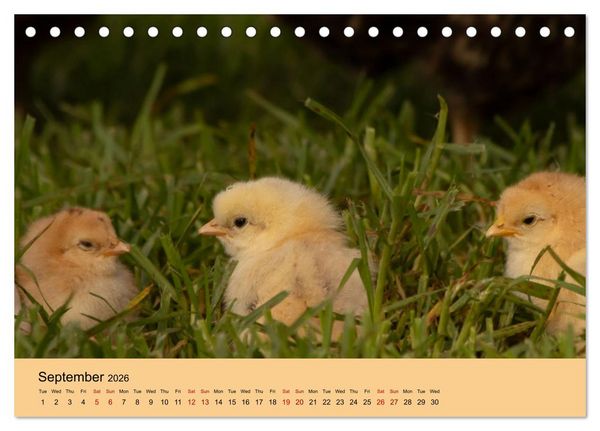 Produktbild: Our farm animals (Desk Calendar 2026 DIN A5 landscape), CALVENDO 12 Month DeskCalendar