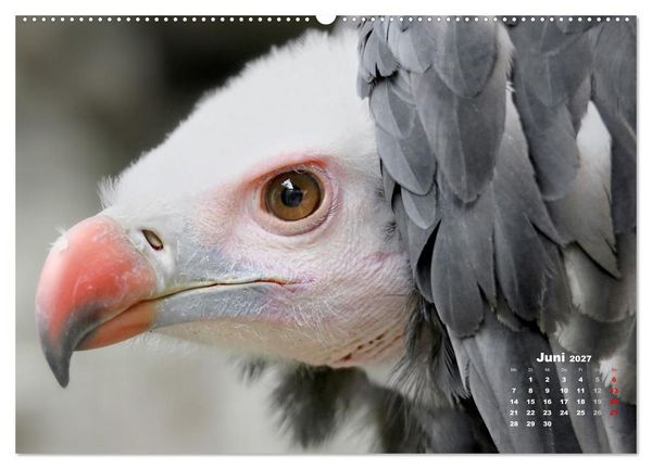 Produktbild: GEIERPORTR&Auml;TS (hochwertiger Premium Wandkalender 2027 DIN A2 quer), Kunstdruck in Hochglanz