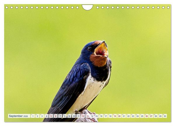 Produktbild: Rauchschwalben - Boten des Sommers (Wandkalender 2026 DIN A4 quer), CALVENDO Monatskalender