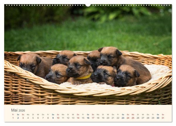 Produktbild: IRISH SOFT COATED WHEATEN TERRIER 2026 (hochwertiger Premium Wandkalender 2026 DIN A2 quer), Kunstdruck in Hochglanz