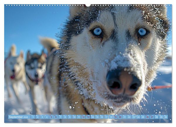 Produktbild: Sled Dogs - the Dream of Running (Wall Calendar 2026 DIN A2 landscape), CALVENDO 12 Month Wall Calendar