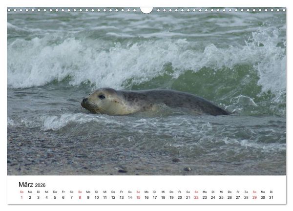 Produktbild: Das Leben der Robben (Wandkalender 2026 DIN A3 quer), CALVENDO Monatskalender