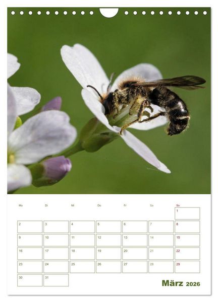 Produktbild: Wildbienen-Terminplaner 2026 (Wandkalender 2026 DIN A4 hoch), CALVENDO Monatskalender