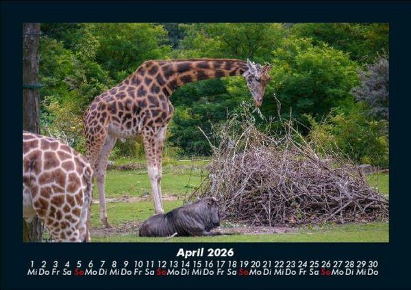 Produktbild: Giraffen 2026 Fotokalender DIN A5