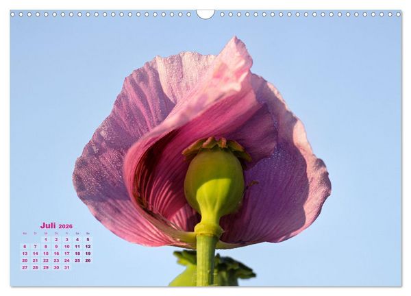 Produktbild: ZAUBERHAFTE MOHNBL&Uuml;TEN IN SCHARLACHROT UND PINK (Wandkalender 2026 DIN A3 quer), CALVENDO Monatskalender