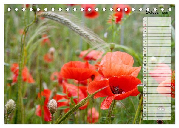 Produktbild: Klatschmohn im Feld (Tischkalender 2026 DIN A5 quer), CALVENDO Monatskalender