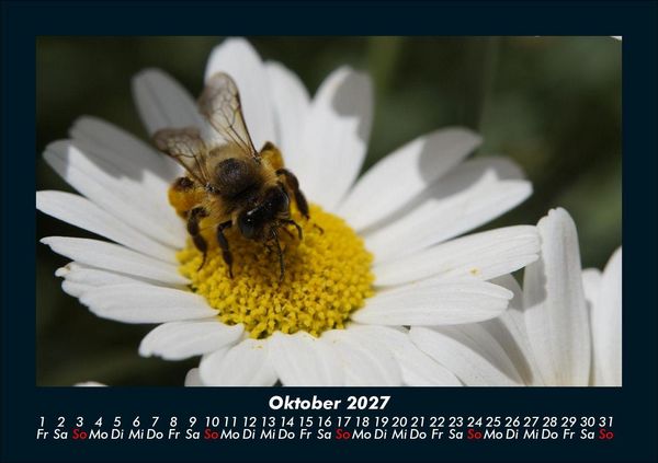 Produktbild: Bienen 2027 Fotokalender DIN A5