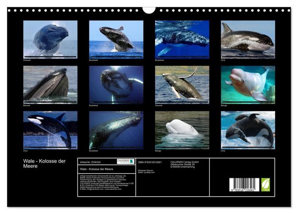 Produktbild: Wale - Kolosse der Meere (Wandkalender 2026 DIN A3 quer), CALVENDO Monatskalender