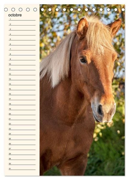 Produktbild: Cheval islandais - Calendrier anniversaire (Calendrier de bureau 2026 DIN A5 horizontal), CALVENDO calendrier mensuel