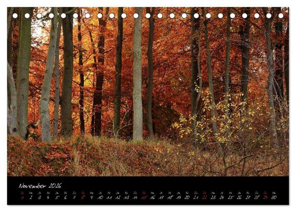 Produktbild: Wald (Tischkalender 2026 DIN A5 quer), CALVENDO Monatskalender