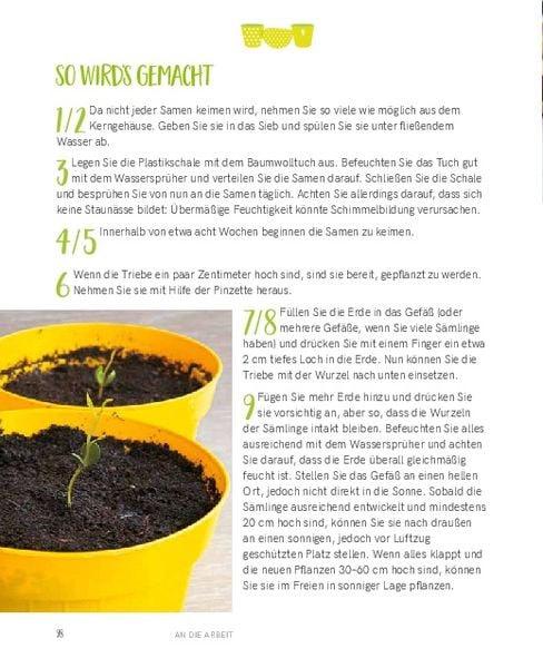 Regrowing – Neue Triebe aus Obst- und Gemüseresten