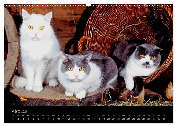 Produktbild: Katzen (hochwertiger Premium Wandkalender 2026 DIN A2 quer), Kunstdruck in Hochglanz