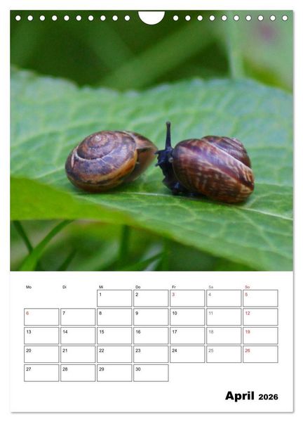 Produktbild: Die geheimnisvolle Welt der Schnecken (Wandkalender 2026 DIN A4 hoch), CALVENDO Monatskalender