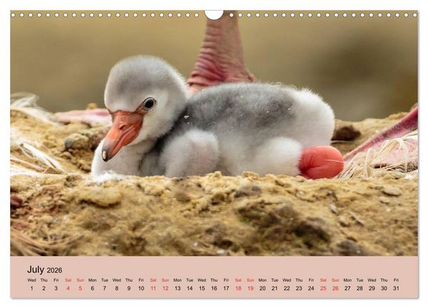 Produktbild: Just Flamingos (Wall Calendar 2026 DIN A3 landscape), CALVENDO 12 Month Wall Calendar