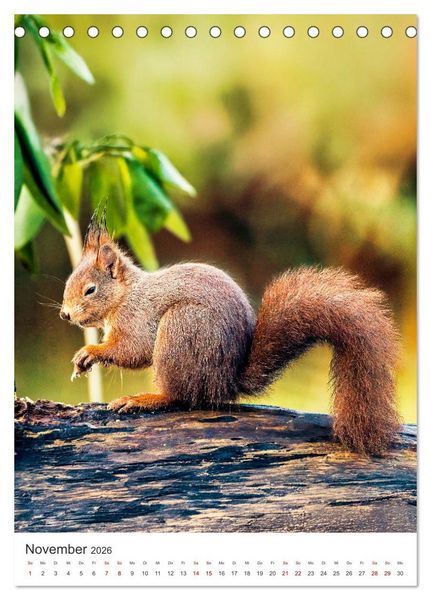 Produktbild: Niedlicher Nager - Das Eichh&ouml;rnchen (Tischkalender 2026 DIN A5 hoch), CALVENDO Monatskalender