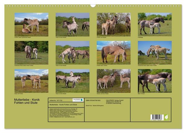 Produktbild: Mutterliebe - Konik Fohlen und Stute (Wandkalender 2026 DIN A2 quer), CALVENDO Monatskalender
