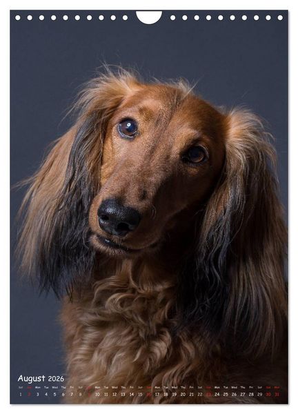 Produktbild: Dogs in Style (Wall Calendar 2026 DIN A4 portrait), CALVENDO 12 Month Wall Calendar