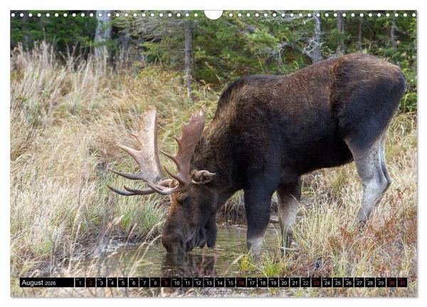 Produktbild: MOOSE Of The Northern Woods (Wall Calendar 2026 DIN A3 landscape), CALVENDO 12 Month Wall Calendar