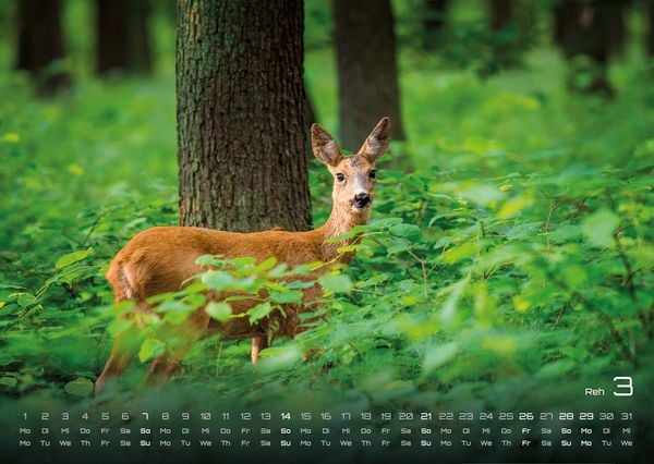 Produktbild: Waldtiere - Heimische Waldbewohner - Der Tierkalender - 2027 - Kalender DIN A3