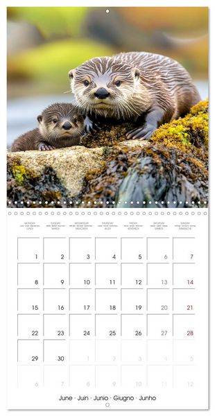 Produktbild: Cute Otter Moments (Wall Calendar 2026 12 &times; 12 Inch) CALVENDO 12 Month Wall Calendar