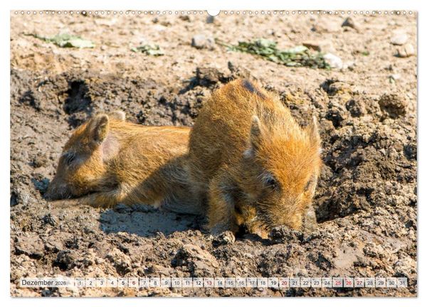 Produktbild: Wildschweine - Im Schatten des Waldes (hochwertiger Premium Wandkalender 2026 DIN A2 quer), Kunstdruck in Hochglanz