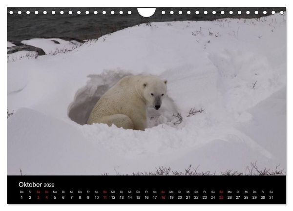 Produktbild: Arktische Tr&auml;ume - Eisb&auml;ren in Kanada (Wandkalender 2026 DIN A4 quer), CALVENDO Monatskalender