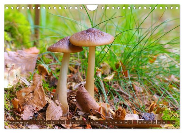 Produktbild: Herbstzeit ist Pilzezeit (Wandkalender 2026 DIN A4 quer), CALVENDO Monatskalender
