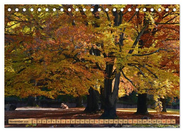 Produktbild: Mit B&auml;umen durchs Jahr (Tischkalender 2026 DIN A5 quer), CALVENDO Monatskalender