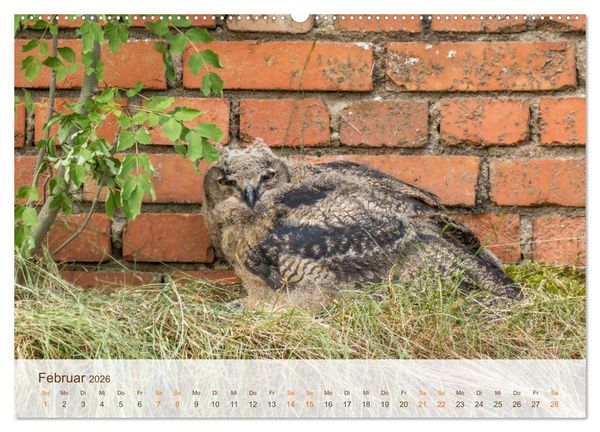 Produktbild: Uhu Highlights (Wandkalender 2026 DIN A2 quer), CALVENDO Monatskalender