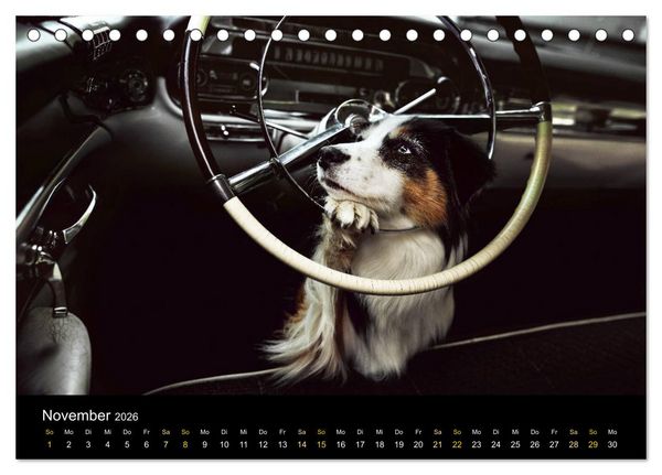 Produktbild: Australian Shepherd - Vielfalt in einer Rasse (Tischkalender 2026 DIN A5 quer), CALVENDO Monatskalender