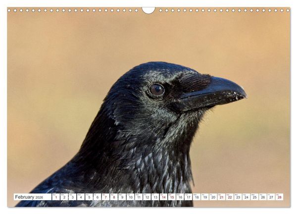 Produktbild: Corvids - Black and Beautiful (Wall Calendar 2026 DIN A3 landscape), CALVENDO 12 Month Wall Calendar