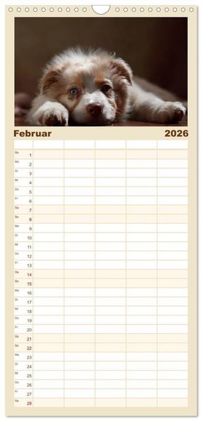 Produktbild: Familienplaner 2026 - Charmante Australian Shepherds mit 5 Spalten (Wandkalender, 21 x 45 cm) CALVENDO