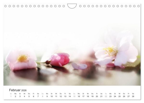 Produktbild: Kirschbl&uuml;tentraum (Wandkalender 2026 DIN A4 quer), CALVENDO Monatskalender
