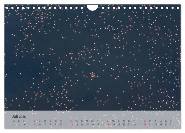 Produktbild: Flamingo Impressionen 2026 (Wandkalender 2026 DIN A4 quer), CALVENDO Monatskalender