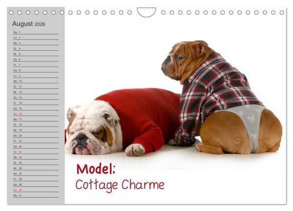 Produktbild: English Bulldog XXL Models (Wandkalender 2026 DIN A4 quer), CALVENDO Monatskalender