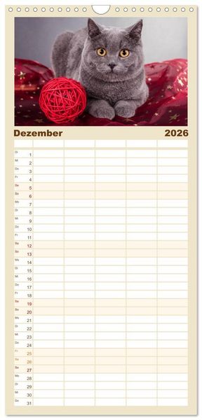 Produktbild: Familienplaner 2026 - Britisch Kurzhaar Katzen mit 5 Spalten (Wandkalender, 21 x 45 cm) CALVENDO