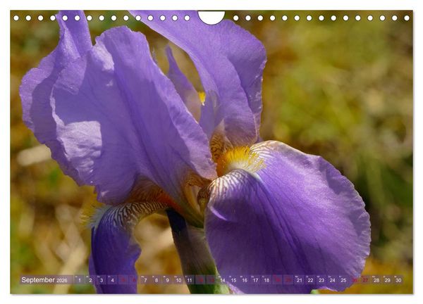 Produktbild: Iris - mond&auml;ne Gartensch&ouml;nheit (Wandkalender 2026 DIN A4 quer), CALVENDO Monatskalender