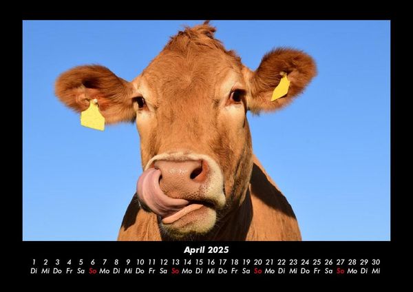 Produktbild: Kuhkalender 2025 Fotokalender DIN A3