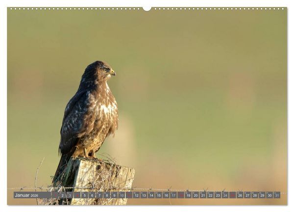 Produktbild: INNE BOTANIK - V&ouml;gel im Ruhrpott (hochwertiger Premium Wandkalender 2026 DIN A2 quer), Kunstdruck in Hochglanz