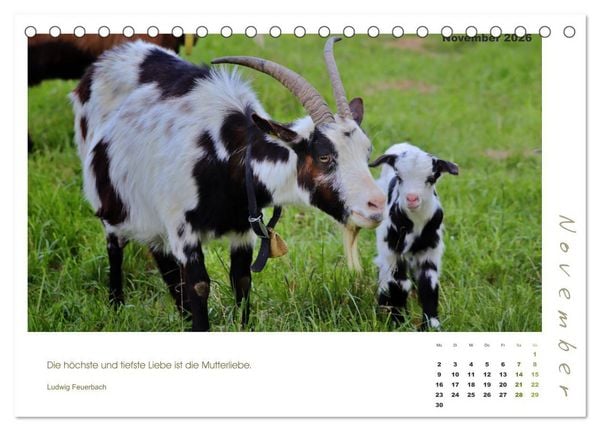 Produktbild: Mutterliebe - Ziegen mit ihren s&uuml;&szlig;en L&auml;mmern (Tischkalender 2026 DIN A5 quer), CALVENDO Monatskalender