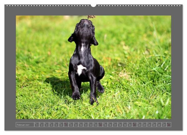 Produktbild: Franz&ouml;sische Bulldoggen (hochwertiger Premium Wandkalender 2027 DIN A2 quer), Kunstdruck in Hochglanz