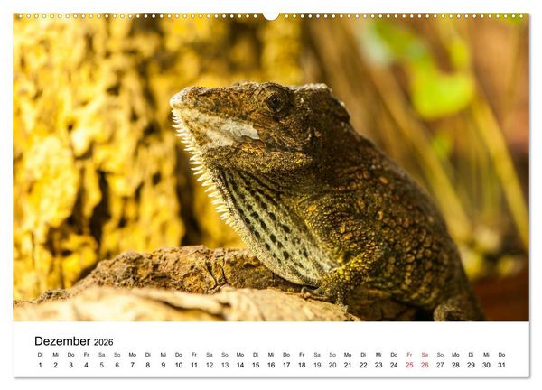 Produktbild: Faszination - Echsen (Wandkalender 2026 DIN A2 quer), CALVENDO Monatskalender