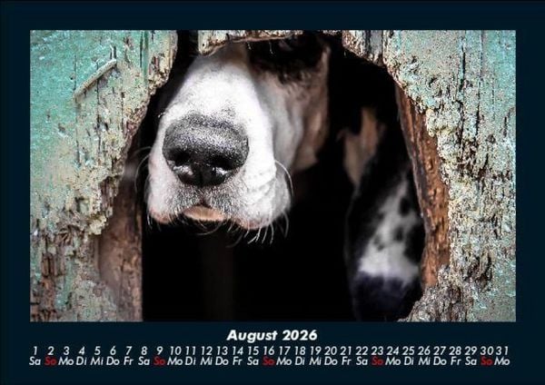Produktbild: Der Hundekalender 2026 Fotokalender DIN A5