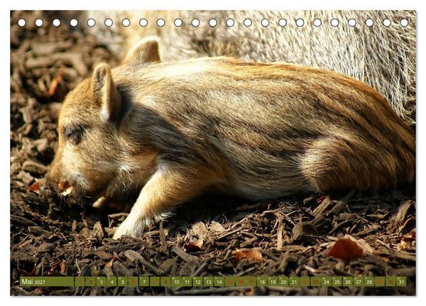 Produktbild: Wildschweins Kinderstube - Freche Frischlinge (Tischkalender 2027 DIN A5 quer), CALVENDO Monatskalender