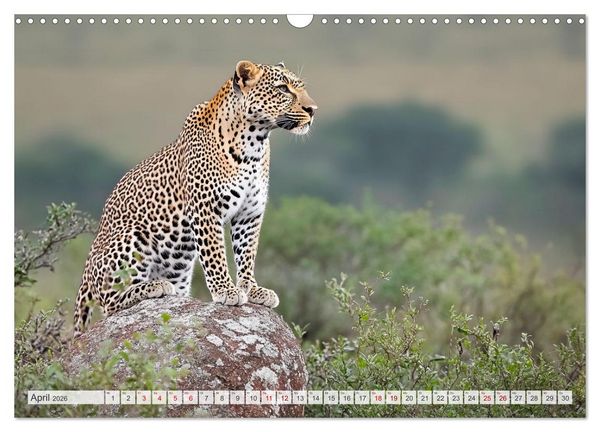 Produktbild: TIERWELT AFRIKA Faszination Wildnis (Wandkalender 2026 DIN A3 quer), CALVENDO Monatskalender