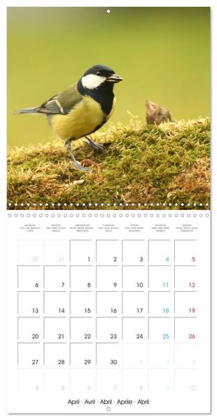 Produktbild: Au gr&eacute; des plumes (Calendrier mural carr&eacute; 2026 30x30 cm) Calendrier double avec une page pour vos prises de notes
